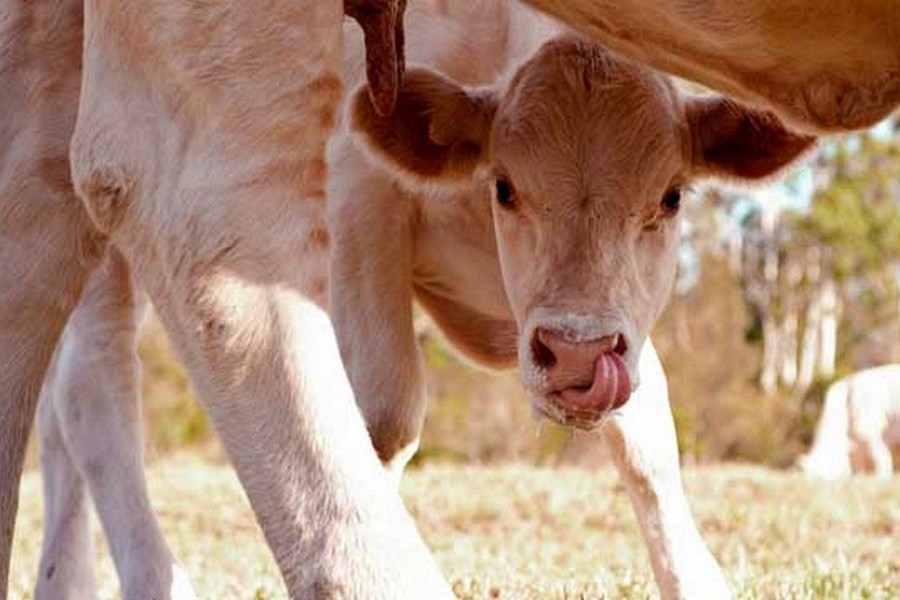 Les nombreux bienfaits du colostrum pour la santé